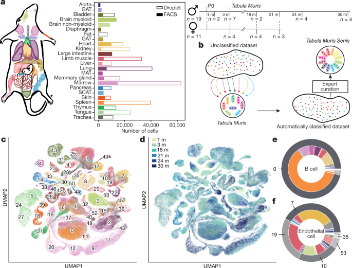 A Single Cell Transcriptomic Atlas Characterizes Ageing Tissues In The Mouse Nature