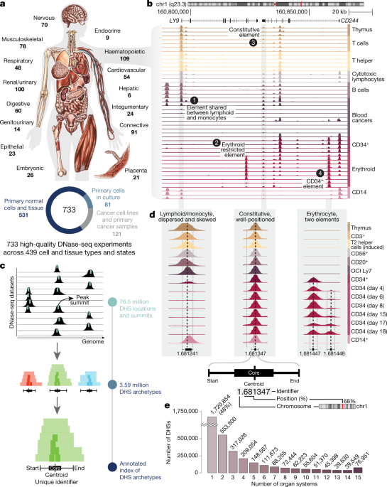Index and biological spectrum of human DNase I hypersensitive sites | Nature