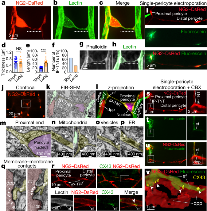Interpericyte tunnelling nanotubes regulate neurovascular coupling | Nature