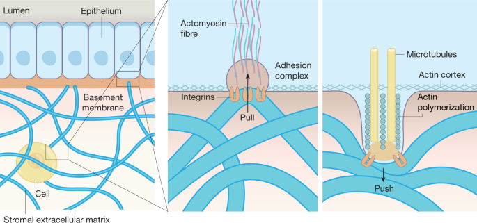 Effects of extracellular matrix viscoelasticity on cellular behaviour |  Nature