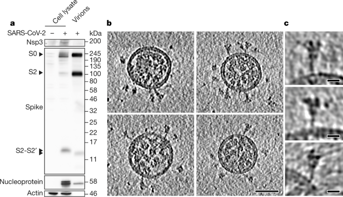 Structures and distributions of SARS-CoV-2 spike proteins on intact virions  | Nature