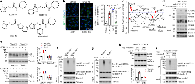 Modulating Tradd To Restore Cellular Homeostasis And Inhibit Apoptosis Nature