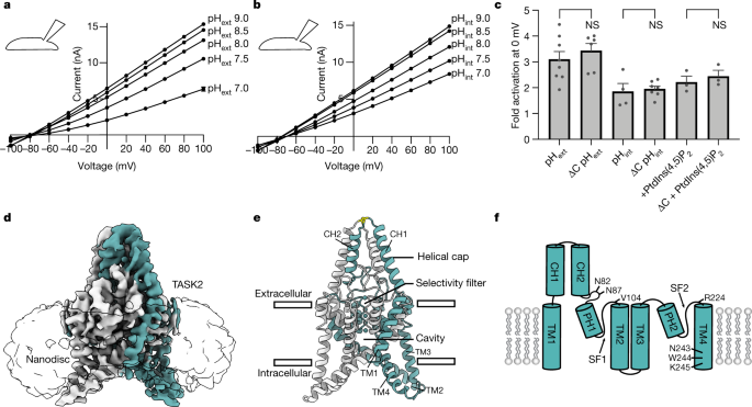 Structural Basis For Ph Gating Of The Two Pore Domain K Channel Task2 Nature