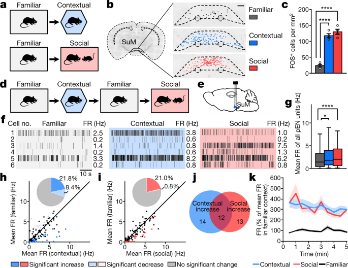 A hypothalamic novelty signal modulates hippocampal memory - Nature.com