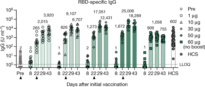 Covid 19 Vaccine Bnt162b1 Elicits Human Antibody And T H 1 T Cell Responses Nature