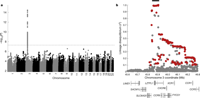 The Major Genetic Risk Factor For Severe Covid 19 Is Inherited From Neanderthals Nature