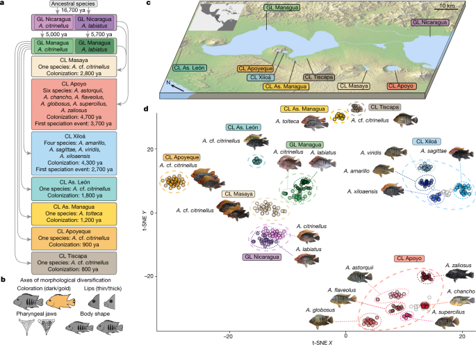 Contrasting Signatures Of Genomic Divergence During Sympatric Speciation Nature Contrasting Signatures Of Genomic Divergence During Sympatric Speciation Nature