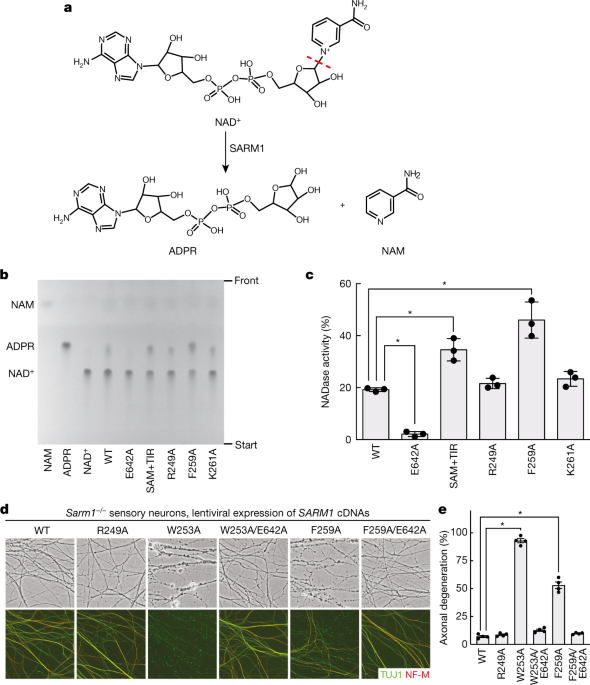 The NAD+-mediated self-inhibition mechanism of pro-neurodegenerative SARM1