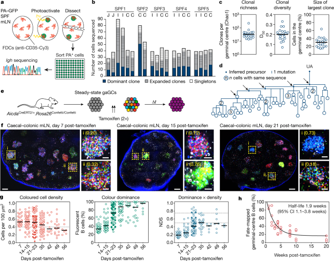 Tunable Dynamics Of B Cell Selection In Gut Germinal Centres Nature