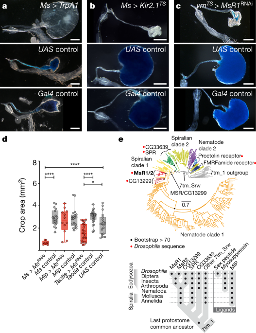 barrière extensible rétractable