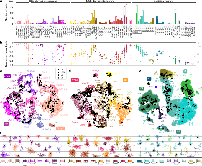 Phenotypic variation of transcriptomic cell types in mouse motor cortex