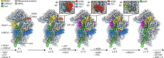 Structural basis for the final steps of human 40s ribosome maturation