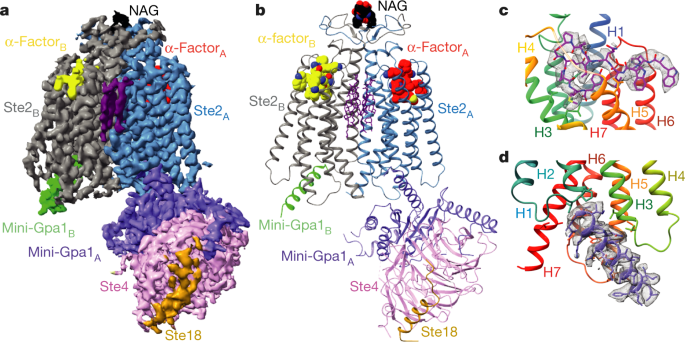 Structure of the class D GPCR Ste2 dimer coupled to two G proteins | Nature