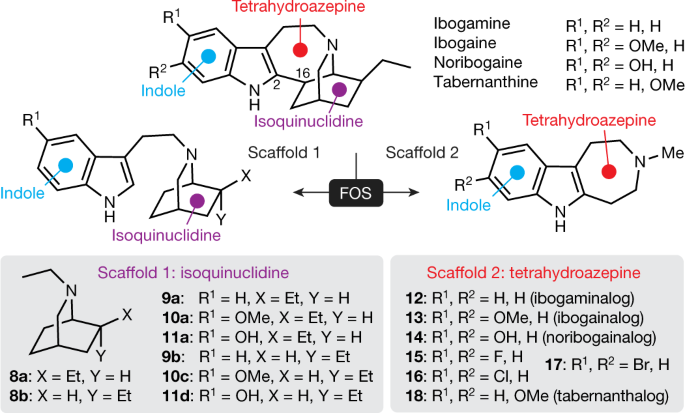 A non-hallucinogenic psychedelic analogue with therapeutic potential
