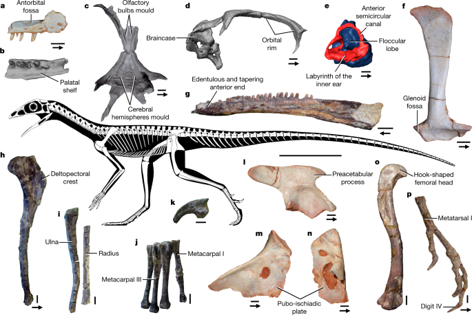 Maryland Today  Dino Divergence