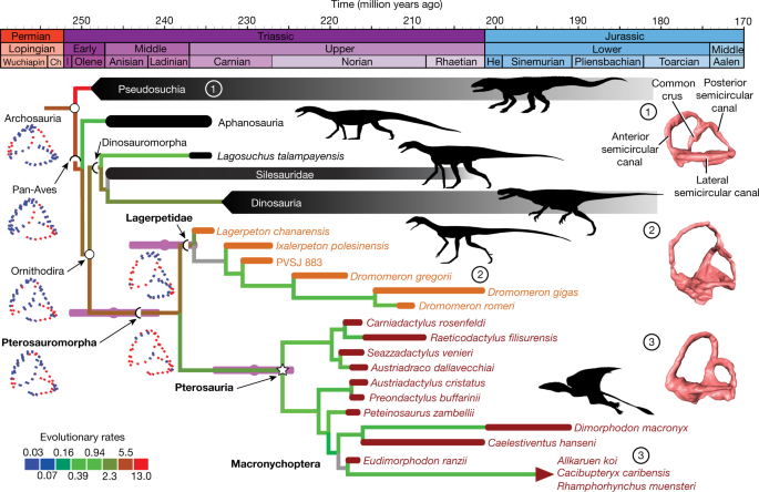 Pterosauria