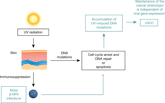 Investigation of Human Papillomavirus DNA in Head and Neck Epithelial Tumours - CORE