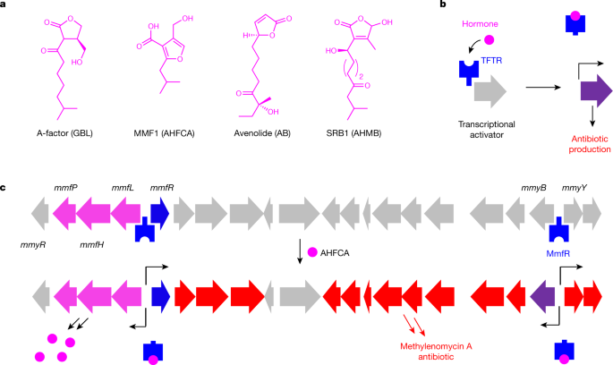 Molecular Basis For Control Of Antibiotic Production By A Bacterial Hormone Nature Molecular Basis For Control Of Antibiotic Production By A Bacterial Hormone Nature