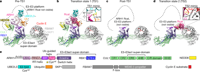 Ubiquitin Ligation To F Box Protein Targets By Scf Rbr Super Assembly Nature