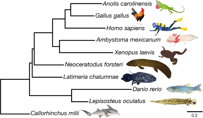 Giant lungfish genome elucidates the conquest of land by vertebrates |  Nature