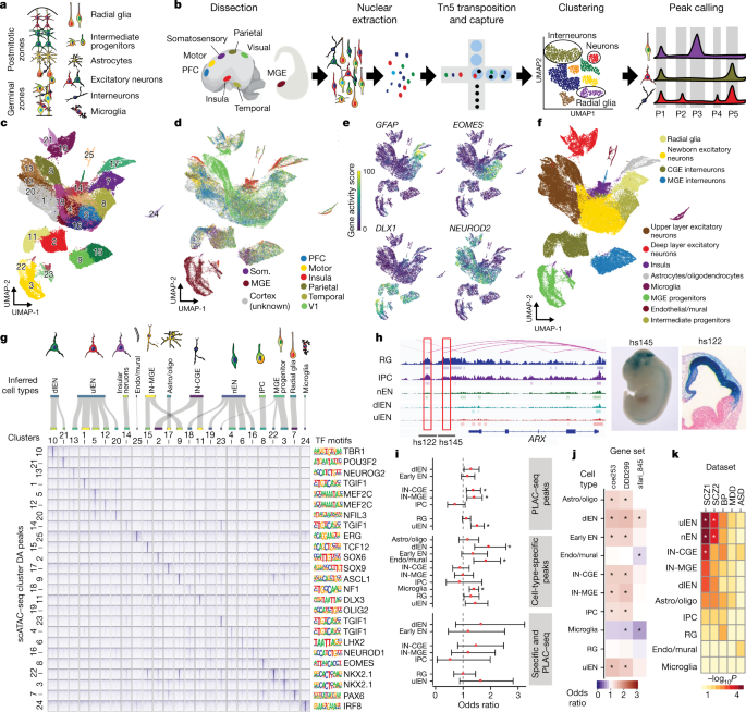 Single-cell epigenomics reveals mechanisms of human cortical development |  Nature