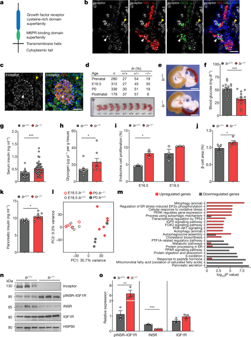 Inceptor Counteracts Insulin Signalling In B Cells To Control Glycaemia Nature