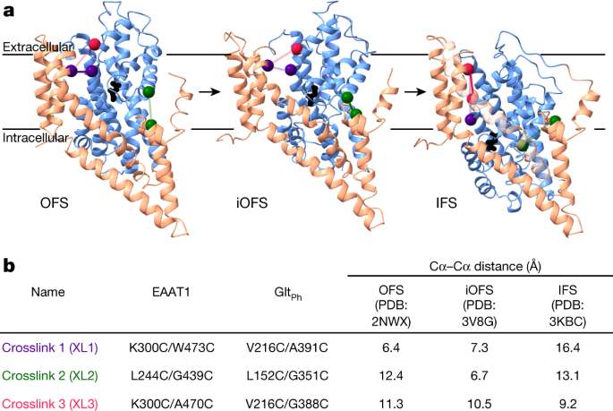 Glutamate Transporters Have A Chloride Channel With Two Hydrophobic Gates Nature