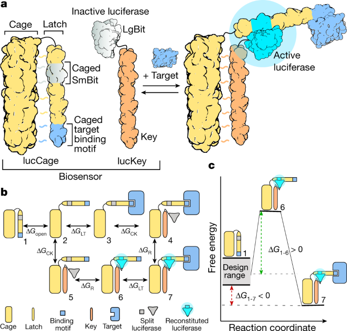 De Novo Design Of Modular And Tunable Protein Biosensors Nature