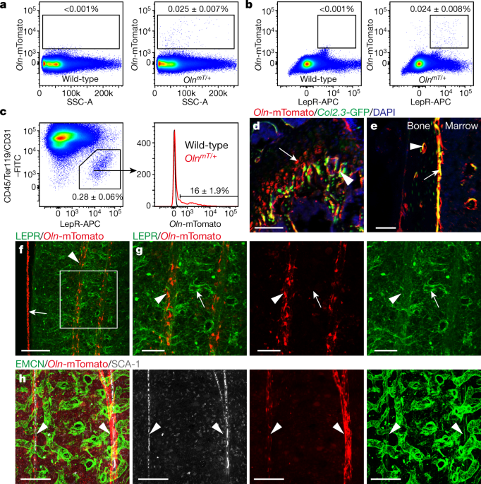 A mechanosensitive peri-arteriolar niche for osteogenesis and lymphopoiesis