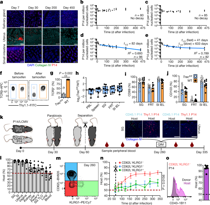 Expansible Residence Decentralizes Immune Homeostasis Nature