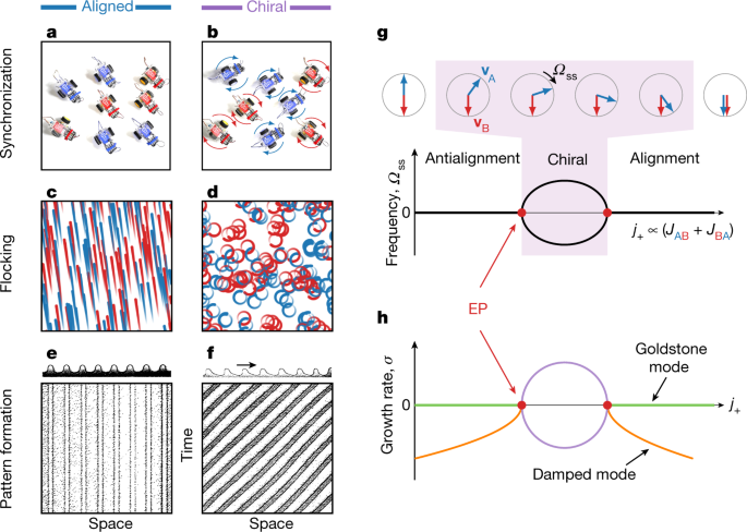 Non Reciprocal Phase Transitions Nature