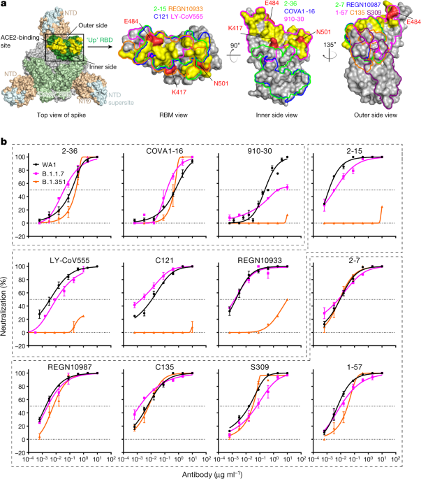 Antibody Resistance Of Sars Cov 2 Variants B 1 351 And B 1 1 7 Nature