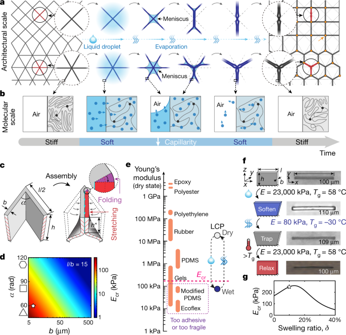 Liquid-induced topological transformations of cellular microstructures |  Nature