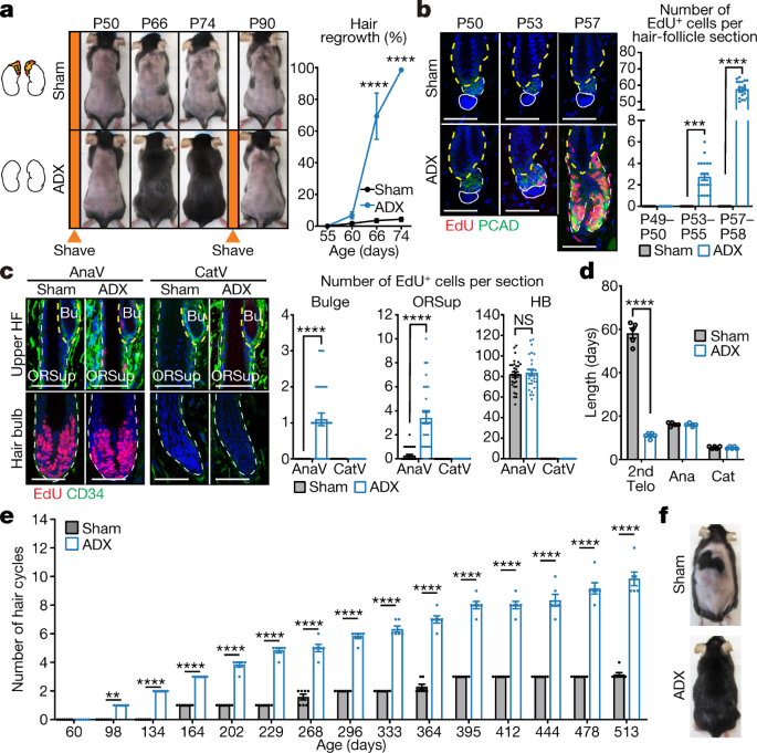 Corticosterone inhibits GAS6 to govern hair follicle stem-cell quiescence |  Nature