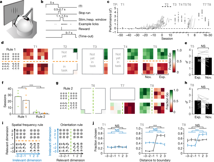 Mouse Prefrontal Cortex Represents Learned Rules For Categorization Nature Mouse Prefrontal Cortex Represents Learned Rules For Categorization Nature
