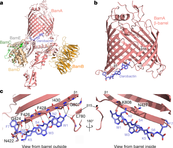 The Antibiotic Darobactin Mimics A B Strand To Inhibit Outer Membrane Insertase Nature