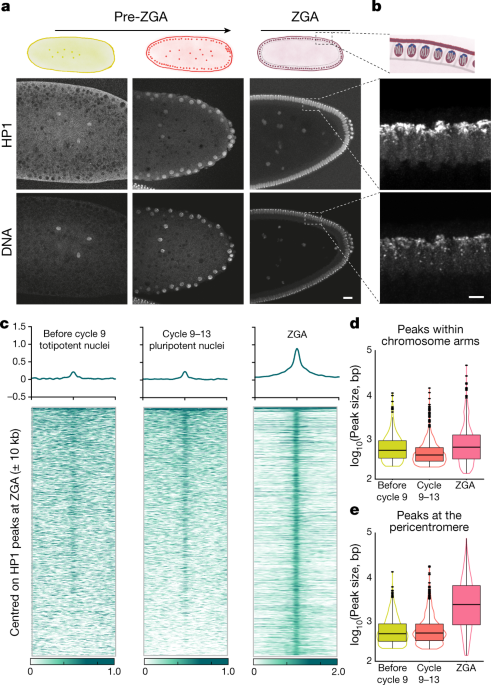 HP1 drives de novo 3D genome reorganization in early Drosophila embryos |  Nature