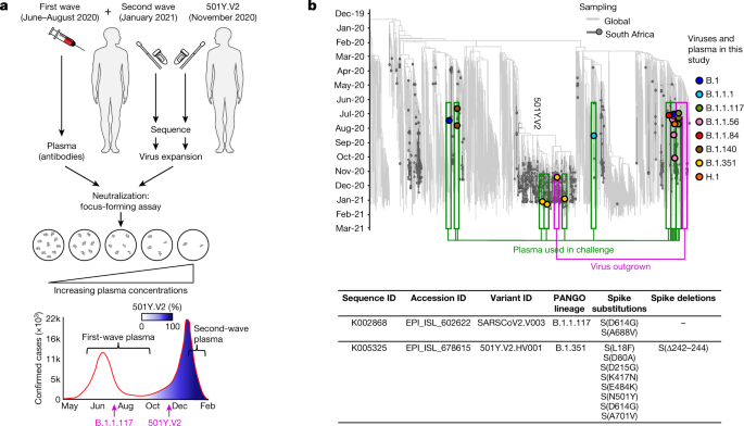 Escape of SARS-CoV-2 501Y.V2 from neutralization by convalescent