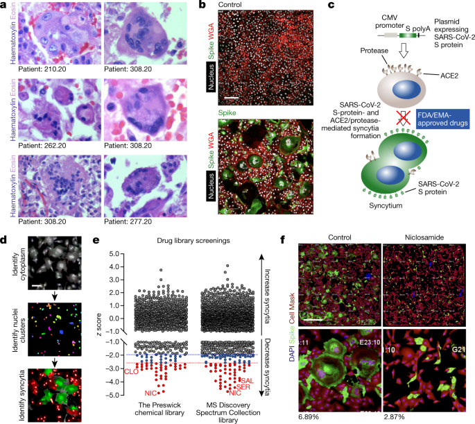 Drugs That Inhibit Tmem16 Proteins Block Sars Cov 2 Spike Induced Syncytia Nature