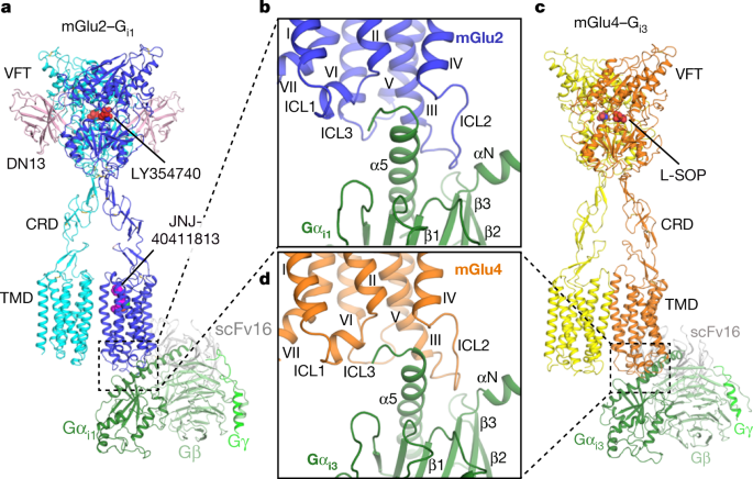 Structures of gi-bound metabotropic glutamate receptors mglu2 and mglu4