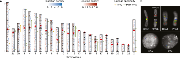 A High Quality Bonobo Genome Refines The Analysis Of Hominid Evolution Nature