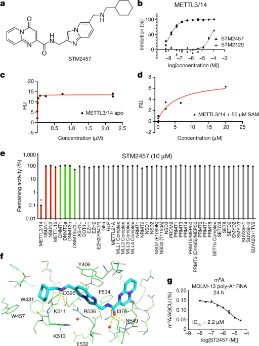 Small Molecule Inhibition Of Mettl3 As A Strategy Against Myeloid Leukaemia Nature