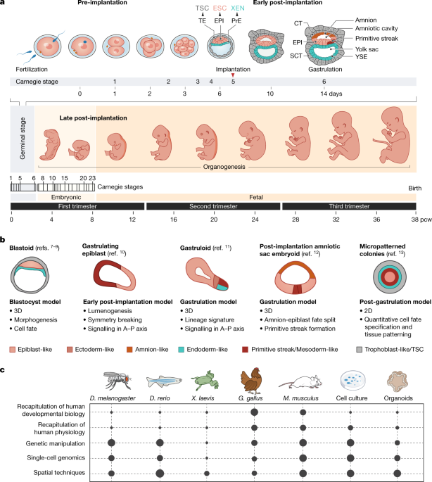 six major lifespan development theories six major lifespan development theories
