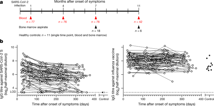 SARS-CoV-2 infection induces long-lived bone marrow plasma cells in humans  | Nature