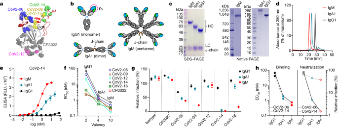 Nasal Delivery Of An Igm Offers Broad Protection From Sars Cov 2 Variants Nature