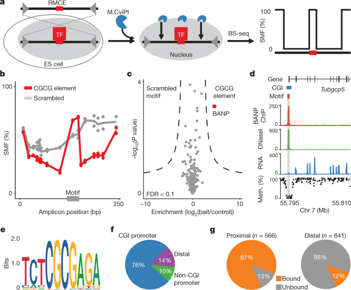 Banp Opens Chromatin And Activates Cpg Island Regulated Genes Nature