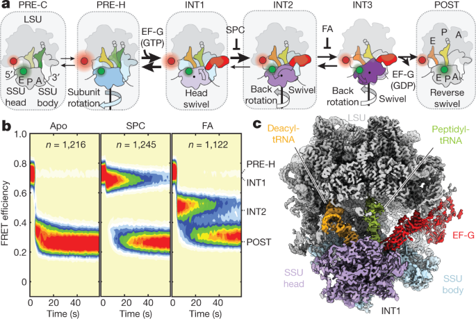 Structural Basis Of Early Translocation Events On The Ribosome Nature