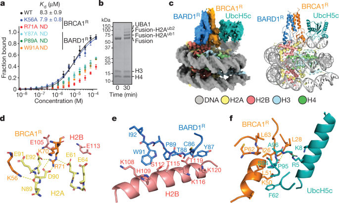 Mechanisms of BRCA1–BARD1 nucleosome recognition and ubiquitylation