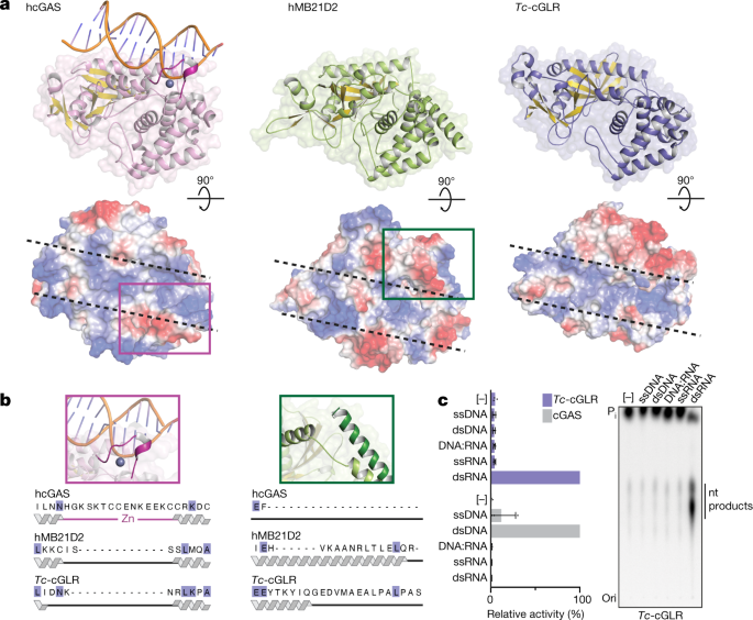 Cgas Like Receptors Sense Rna And Control 3 2 Cgamp Signalling In Drosophila Nature Naegel Babyboomer Kurz