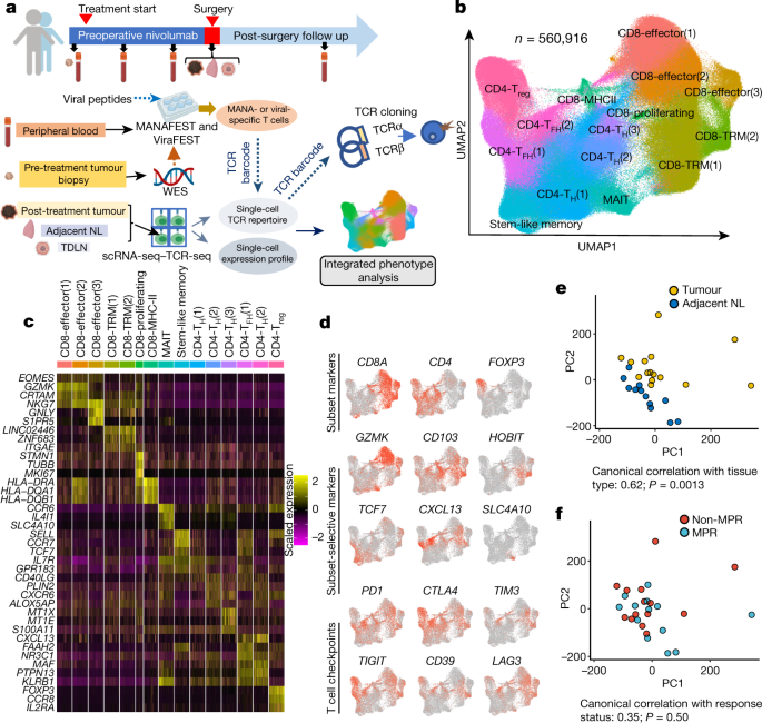 Transcriptional programs of neoantigen-specific TIL in anti-PD-1-treated  lung cancers | Nature